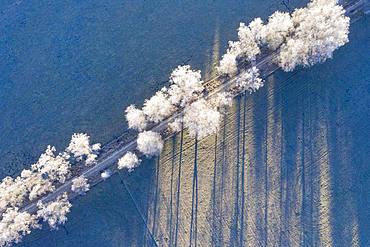 Field path through birch avenue with hoarfrost, Schwaigwall, near Geretsried, drone shot, Upper Bavaria, Bavaria, Germany, Europe