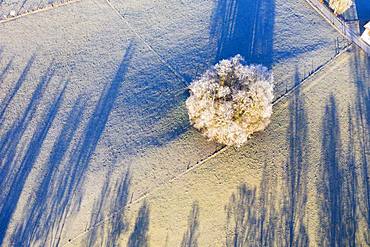 Group of trees with hoarfrost, Schwaigwall, near Geretsried, drone shot, Upper Bavaria, Bavaria, Germany, Europe