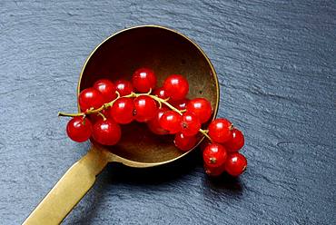 Red currants in brass ladle, Germany, Europe