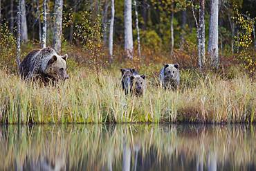 Brown bear (Ursus arctos), mother with young in the autumnal taiga, Kuhmo, Finland, Europe