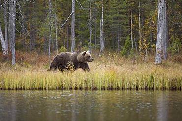 Brown bear (Ursus arctos) in autumn forest, Kainuu, North Karelia, Kuhmo, Finland, Europe