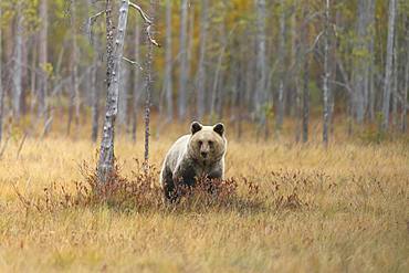 Brown bear (Ursus arctos) in the Finnish Taiga, Kainuu, North Karelia, Kuhmo, Finland, Europe