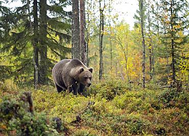 Brown bear (Ursus arctos), Old animal runs in autumn forest, Kainuu, Kuhmo, Karelia, Finland, Europe