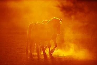 Camargue horses standing on a field, Camargue, France, Europe