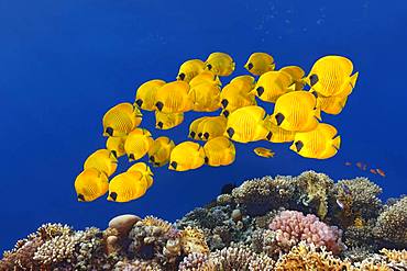 Swarm Bluecheek butterflyfishes (Chaetodon semilarvatus), Red Sea, Egypt, Africa