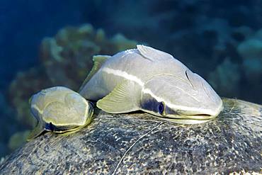 Two Live sharksuckers (Echeneis naucrates) on shield, back of sea turtle, Red Sea, Egypt, Africa