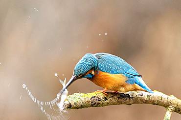 Common kingfisher (Alcedo atthis), male knocks a fish, Hesse, Germany, Europe