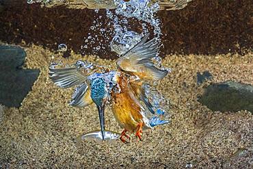 Common kingfisher (Alcedo atthis), dives for fish, Hesse, Germany, Europe