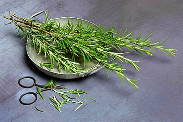 Rosemary twigs in shell, Germany, Europe