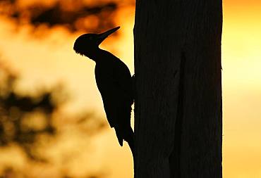 Black woodpecker (Dryocopus martius) on tree trunk, Kuusamo, Finland, Europe