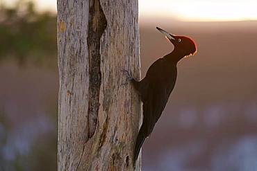 Black woodpecker (Dryocopus martius) on tree trunk, Kuusamo, Finland, Europe