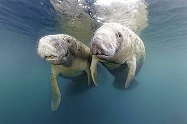 Pair West Indian manatees (Trichechus manatus), Three Sisters Springs, Manatee Sanctuary, Crystal River, Florida, USA, North America