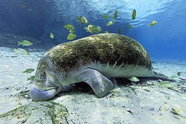 West Indian manatee (Trichechus manatus), overgrown with moss, resting on the bottom, Grass perch, Green sunfish (Lepomis cyanellus) eats moss from manti, cleanerfish, Three Sisters Springs, Manti Sanctuary, Crystal River, Florida, USA, North America