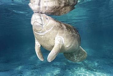 West Indian manatee (Trichechus manatus), young animal, calf, Three Sisters Springs, Manatee Conservation Area, Crystal River, Florida, USA, North America