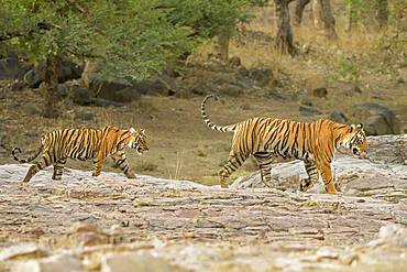 Tiger (Panthera tigris tigris), Muttertier with her cub, Ranthambore National Park, Rajasthan, India, Asia