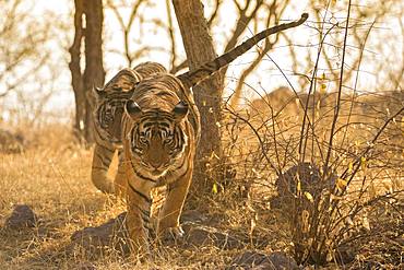 Tiger (Panthera tigris tigris), Muttertier with her cub, Ranthambore National Park, Rajasthan, India, Asia