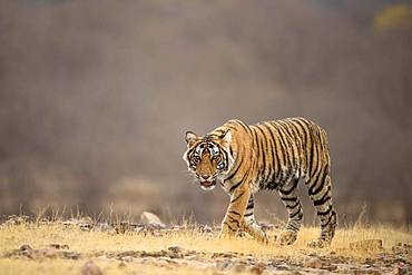 Tiger (Panthera tigris tigris) walking on the short dry grassland, Ranthambore National Park, Rajasthan, Inida