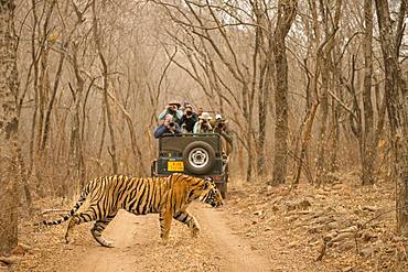 Tourists on a vehicle taking picture of a wild tiger (Panthera tigris tigris) crossing the forest track, while on safari, in the dry jungle, Ranthambore National Park, Rajasthan, Inida