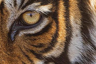 Close up of a wild tiger's eye (Panthera tigris tigris), Ranthambore National Park, Rajasthan, Inida