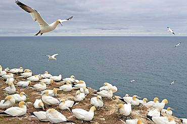 Northern gannet (Morus bassanus), breeding colony at Lummen Rock, Heligoland, North Sea, Schleswig-Holstein, Germany, Europe