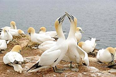 Northern gannet (Morus bassanus), mating pair in the breeding colony, Heligoland, North Sea, Schleswig-Holstein, Germany, Europe