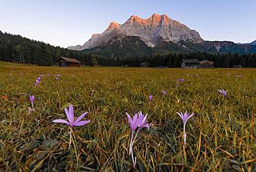 Meadow with Meadow saffron (Colchicum autumnale), sunset at the Zugspitze, Wetterstein range, Werdenfelser Land, Upper Bavaria, Bavaria, Germany, Europe