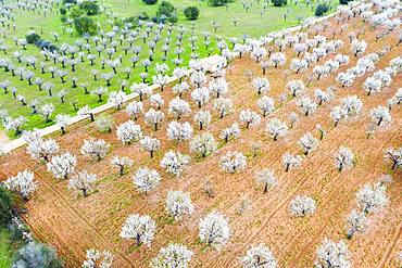 Almond blossom, flowering almond trees in plantation, near Marratxi, aerial view, Majorca, Balearic Islands, Spain, Europe