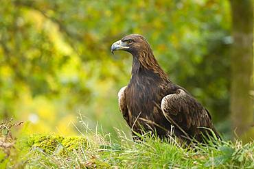 Golden eagle (Aquila chrysaetos), adult, perched in woodland, Scotland, United Kingdom, Europe