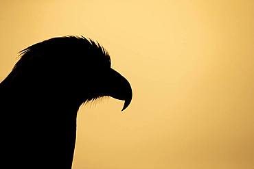 Golden eagle (Aquila chrysaetos), adult, animal portrait, silhouette at sunset, Scotland, United Kingdom, Europe