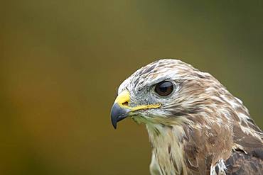 Common buzzard (Buteo buteo), adult, animal portrait, Scotland, United Kingdom, Europe