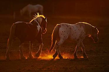 Camargue horse standing on a field, Camargue, France, Europe