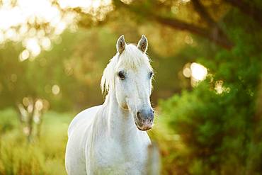 Camargue horse standing on a field, Camargue, France, Europe