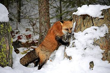 American red fox, (Vulpes fulva), adult, in winter, in snow, foraging, Montana, North America, USA, North America