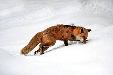 American red fox, (Vulpes fulva), adult, in winter, in snow, foraging, Montana, North America, USA, North America