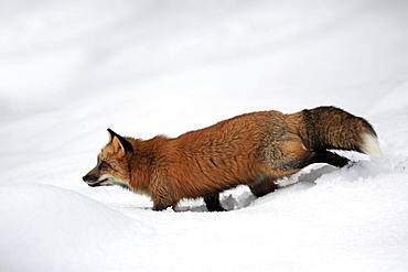 American red fox, (Vulpes fulva), adult, in winter, in snow, foraging, Montana, North America, USA, North America