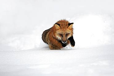 American red fox, (Vulpes fulva), adult, in winter, in snow, foraging, hunting, Montana, North America, USA, North America