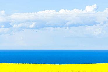 Blooming Rape field (Brassica napus), Baltic Sea, blue sky with clouds, Ruegen, Mecklenburg-Western Pomerania, Germany, Europe