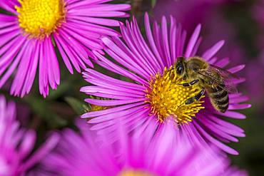 Honey bee (Apis mellifera) on Asterflower (Aster), Lower Austria, Austria, Europe