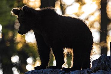 European brown bear (Ursus arctos arctos) in the forest, silhouette against the light, in the wild, Notranjska region, Dinaric Alps, Slovenia, Europe