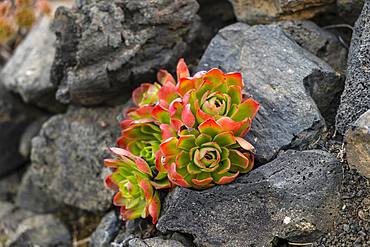 Thick leafed plant (Aeonium) with red leaves between stones in a lava field, La Palma, Canary Islands, Canary Islands, Spain, Europe