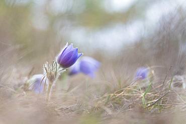 Pasque flowers (Pulsatilla vulgaris) in a meadow, Lower Austria, Austria, Europe