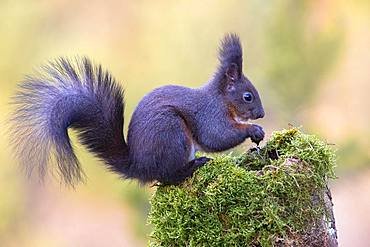 Eurasian red squirrel (Sciurus vulgaris), dark phase, sitting on a mossy tree stump, Tyrol, Austria, Europe