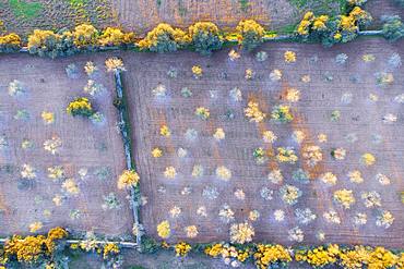 Almond blossom, flowering almond trees in plantation from above, near Felanitx, drone shot, region Migjorn, Majorca, Balearic Islands, Spain, Europe