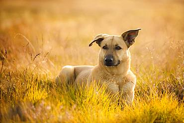 Mongrel dog, bitch lies in the grass, Lueneburger Heide, Germany, Europe