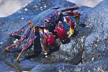 Red rock crab (Grapsus adscensionis), Tenerife, Spain, Europe