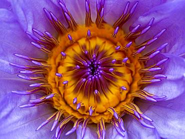 Water lily (Nymphaea) in bright purple; botanical garden Terra Nostra; Furnas; San Miguel; Azores; Poltugal