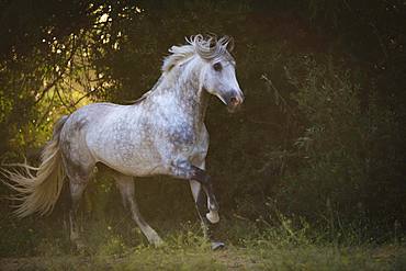 P.R.E. Stallion grey stallion galloping across the meadow; Andalusia, Spain, Europe