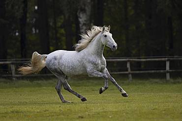 Pura Raza Espanola grey gallops in the paddock in autumn, Traventhal, Germany, Europe