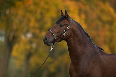 Portrait of a young bay P.R.E. stallion in autumn, Traventhal, Germany, Europe