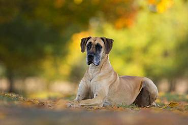 Great Dane in autumn, Traventhal, Germany, Europe